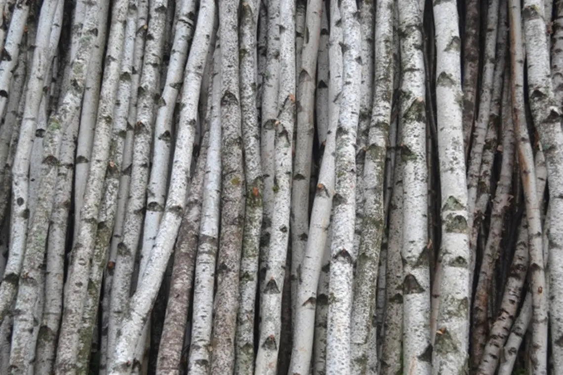 Birch Logs/Poles ( Four ) 1 1/2 " to 2 1/2" D x 4 ft to 7 Ft wholesale Bulk
