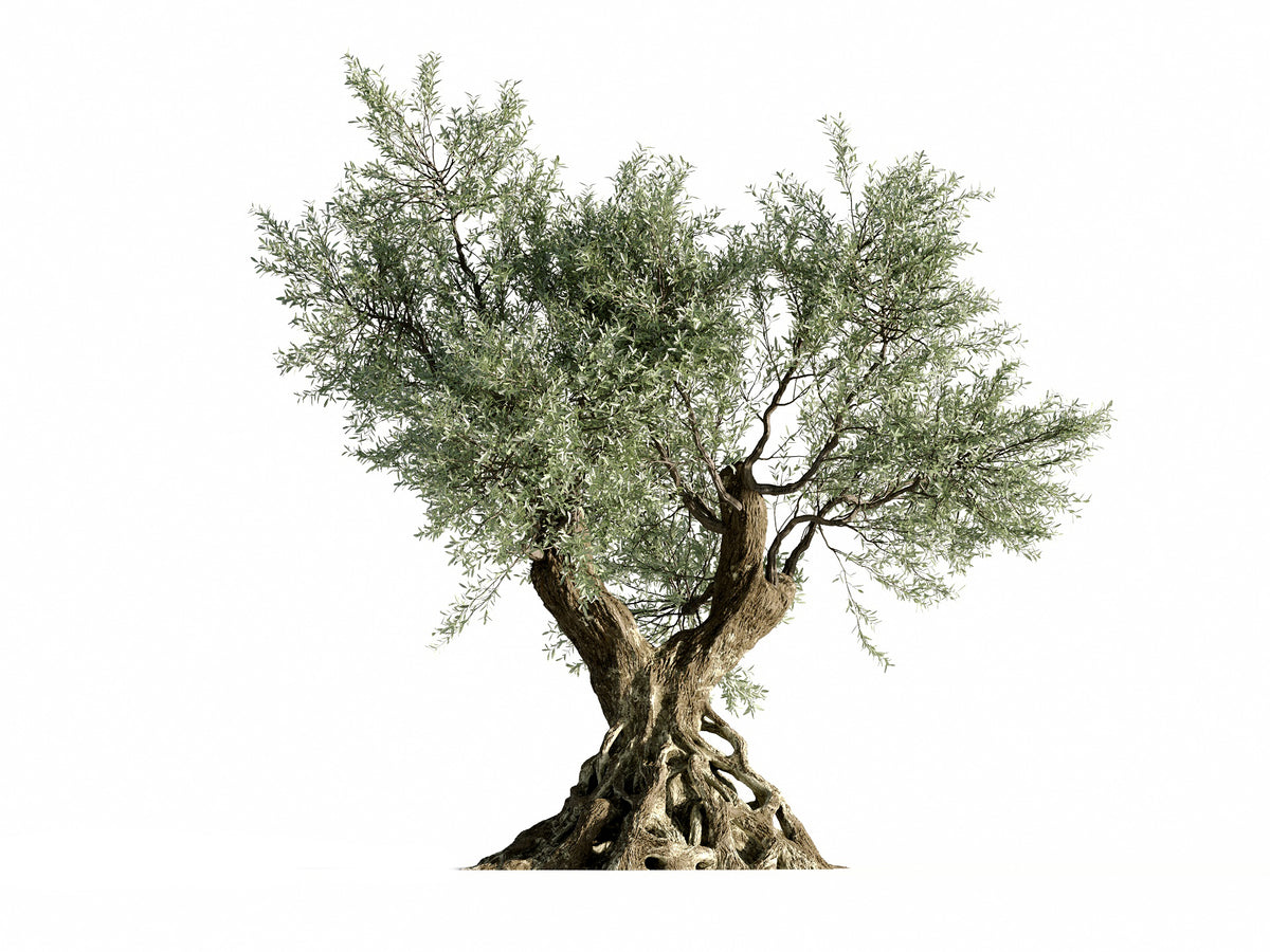 olive tree labs