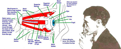 The Bates Method for Better Eyesight Without Glasses