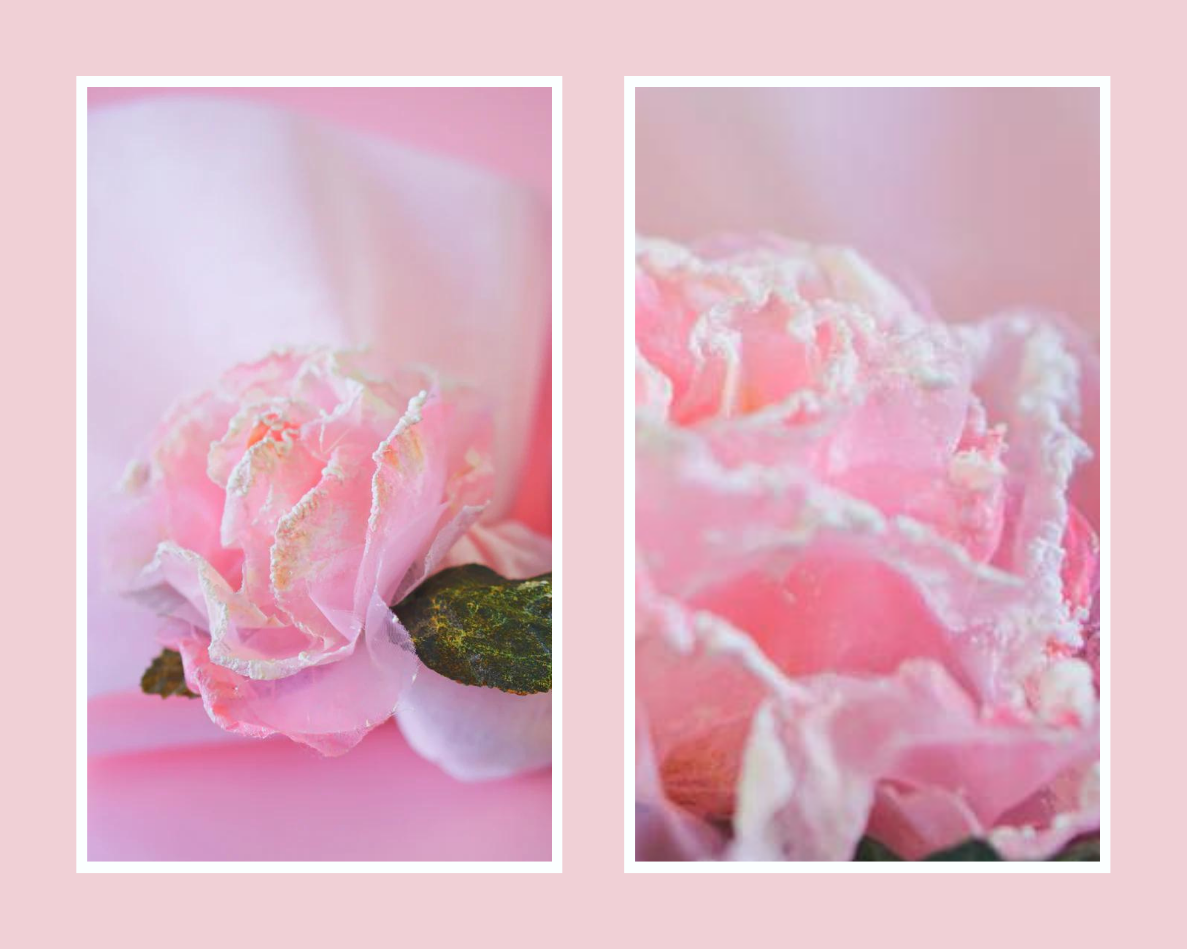 Μπομπονιέρα ροζ τριαντάφυλλο