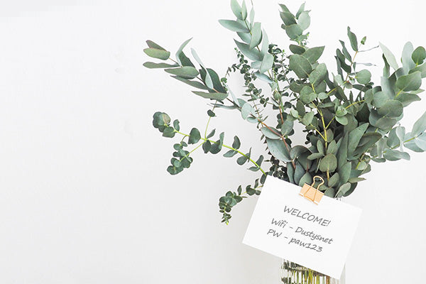Indoor plant with welcome note