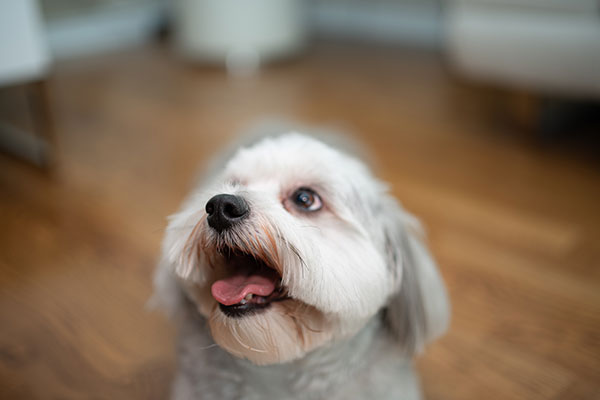 Best Natural Floor Cleaner: Wood & Hardwood - AspenClean