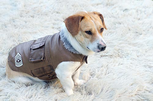 dog with the jacket 