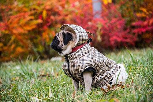 dog with the jacket 