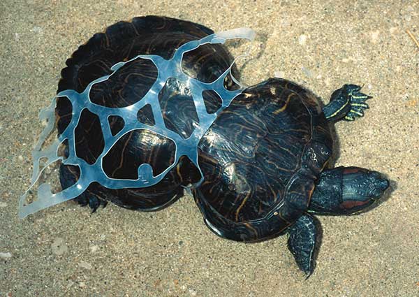 Plastic bag clogs turtle's stomach