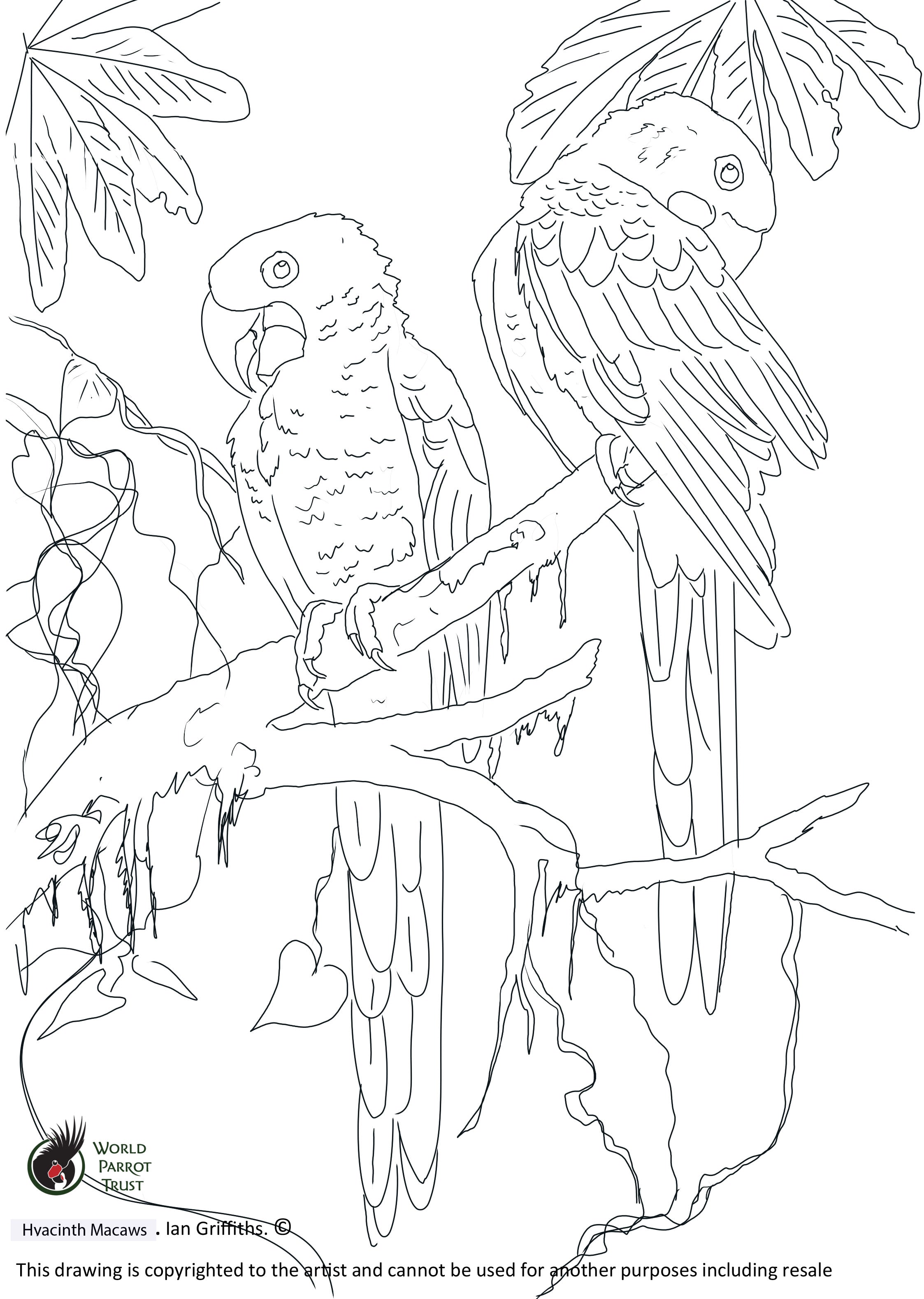 Free colouring page - Hyacinth Macaws | International World Parrot ...