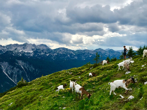 Coffee Was Discovered By A Goat Herder