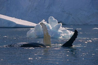 Spitsbergen Dive Trip