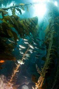 Channel Islands Dive Trip