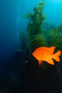 Channel Islands Dive Trip