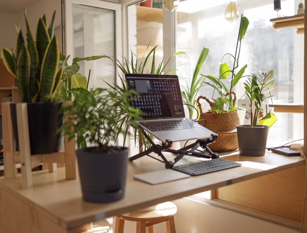 wfh need humidifier with plants and laptop on desk