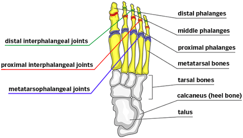anatomía del pie metatarsiano HSS