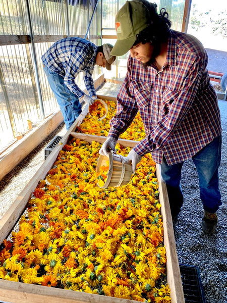 Harvesting Calendula