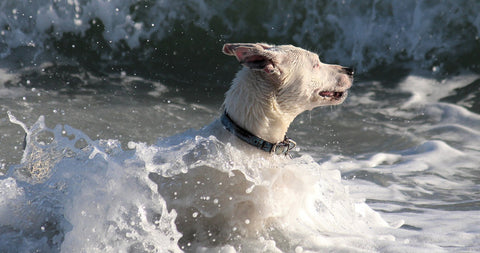 pup playing in the ocean