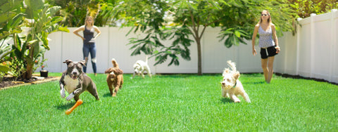 dogs playing together in backyard
