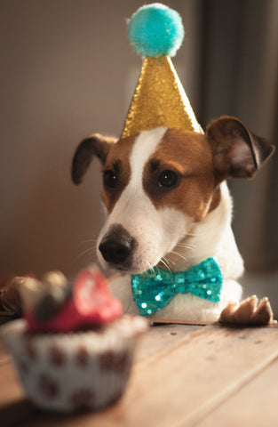 jack russell wearing party hat with cupcake