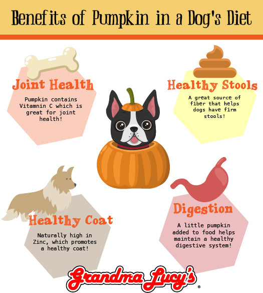 what is pumpkin good for dogs