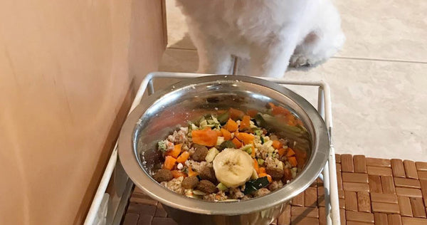 @pupsandv eating Grandma Lucy's Pre-mix