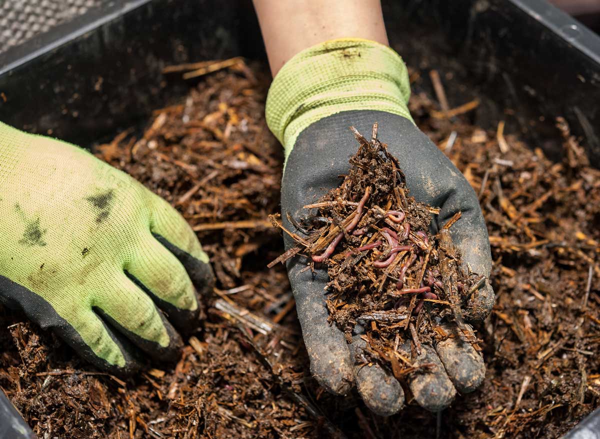 handful of compost with worms