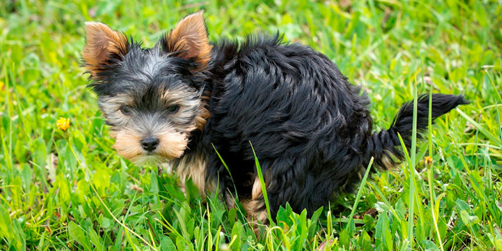 4 Reasons You Need To Pick Up Your Dog'S Poop – Doggy Do Good®