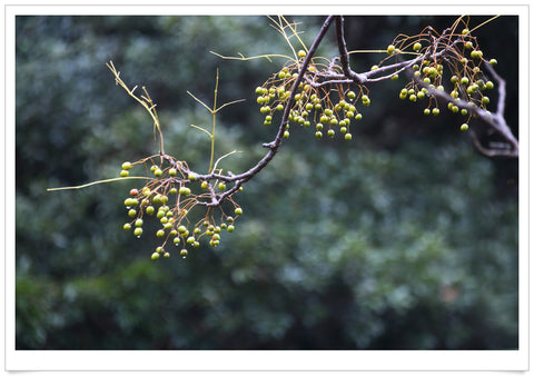 Neem tree