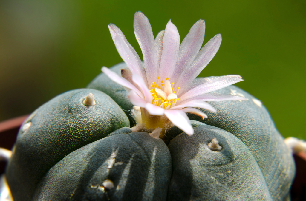 what is peyote