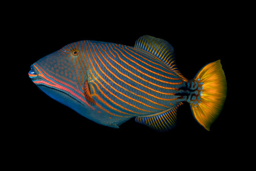 undulate triggerfish