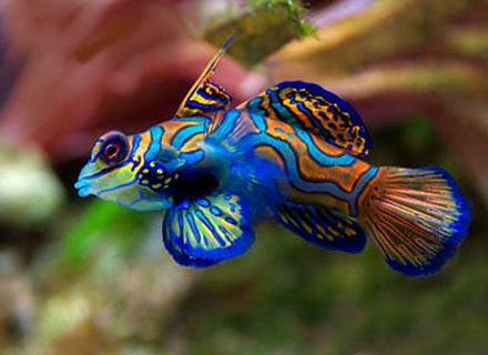 green spotted puffer fish