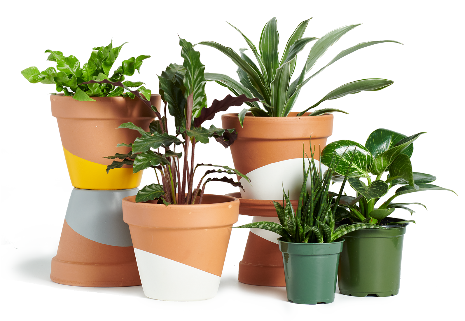 horti plant subscription