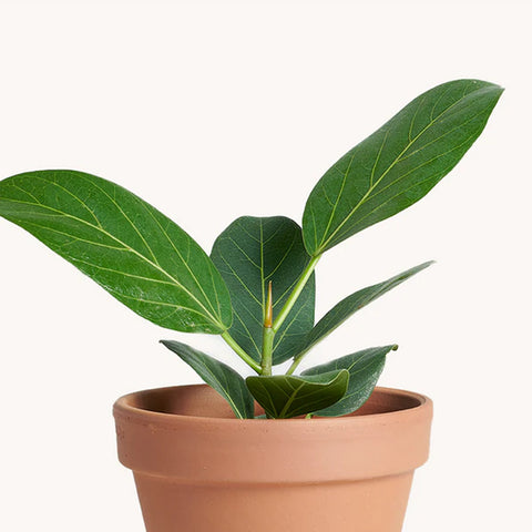 best-desk-plant-for-office