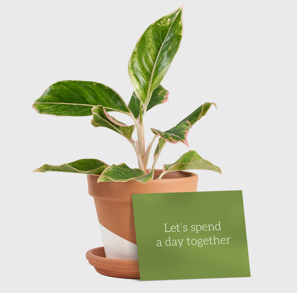 horti mindful gifting