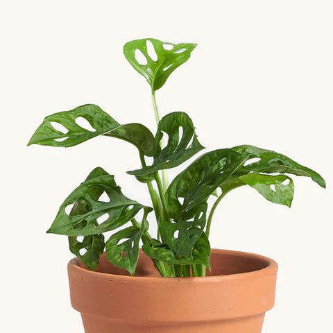 best-desk-plant-for-home-office