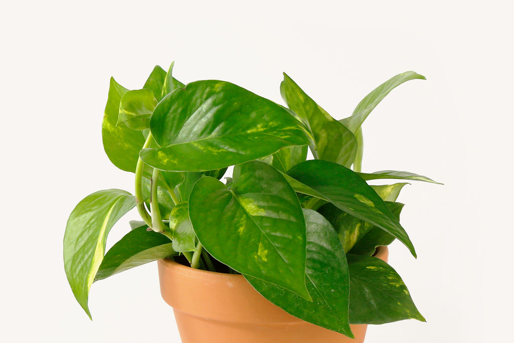 Pothos-plant