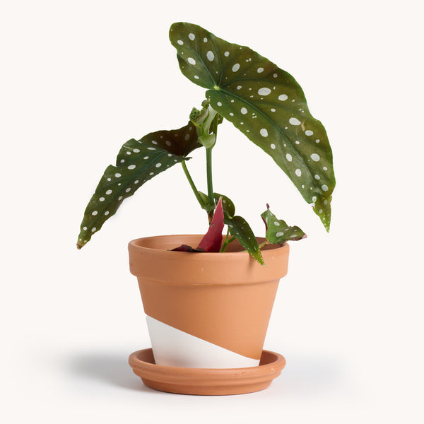 Begonia Maculata | Indoor House Plants Delivered to You