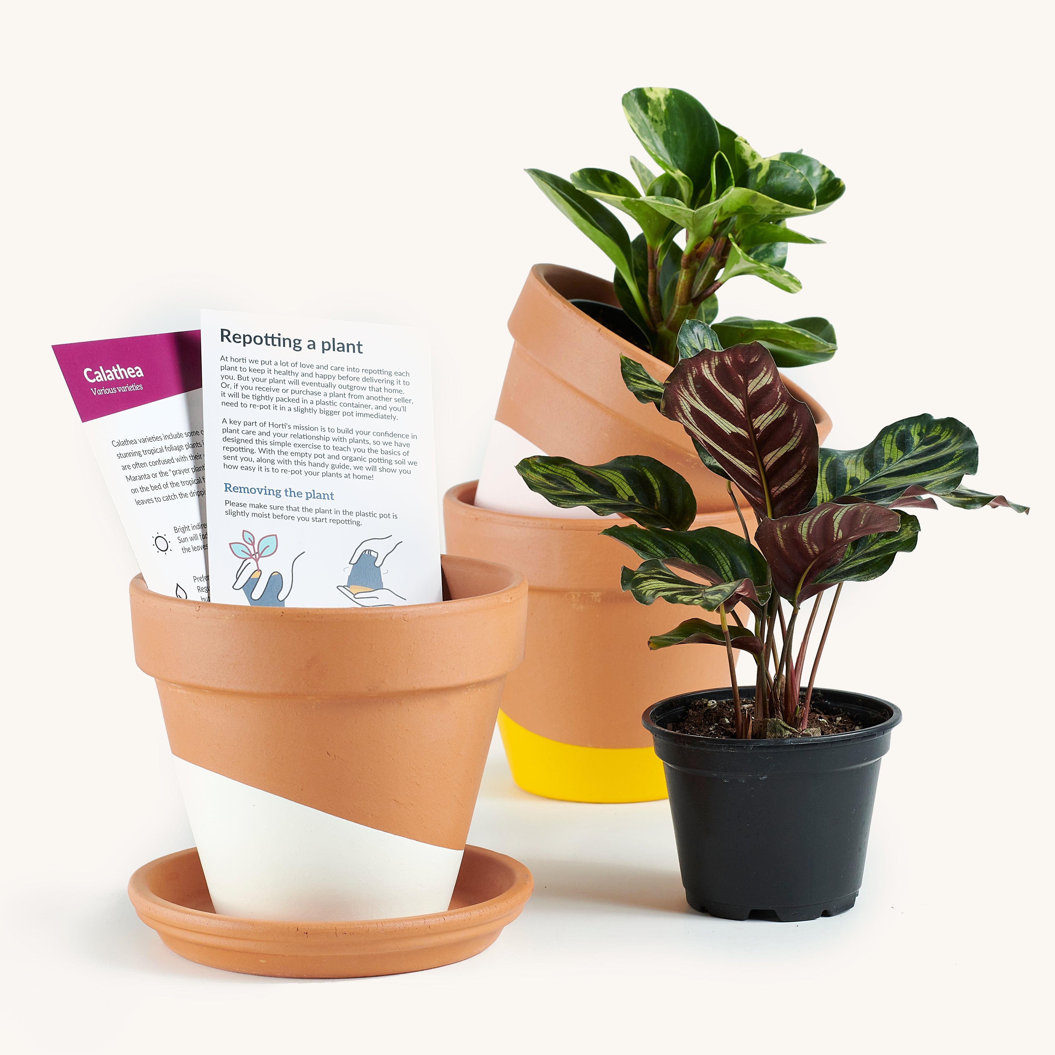 Month to month | Indoor House Plants Delivered to Your