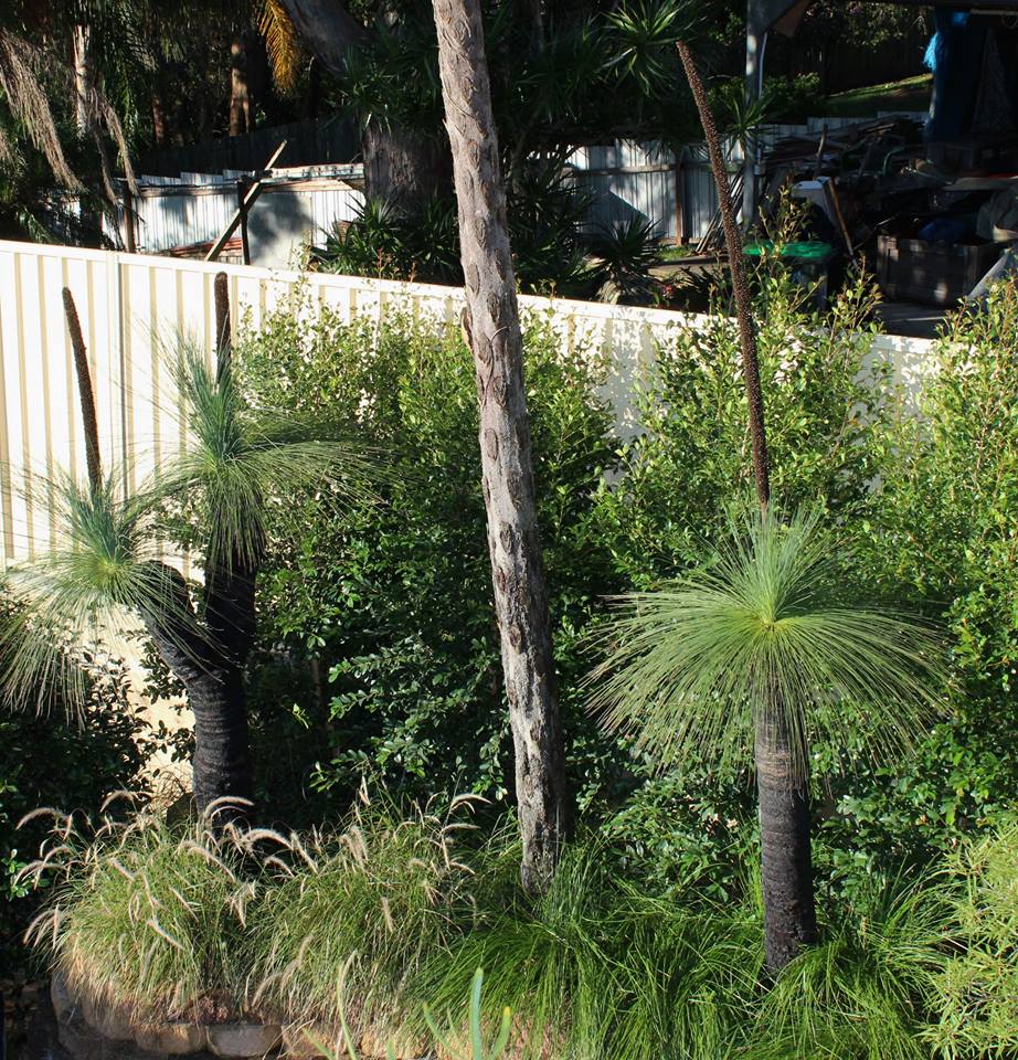 double headed grass tree in garden