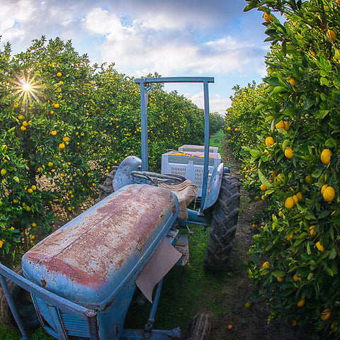 Navel oranges at Your Food Collective