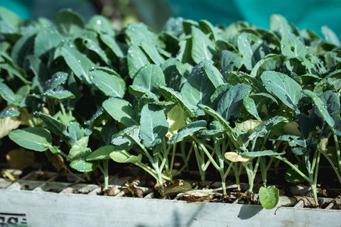 Broccoli seedlings growing in a tray