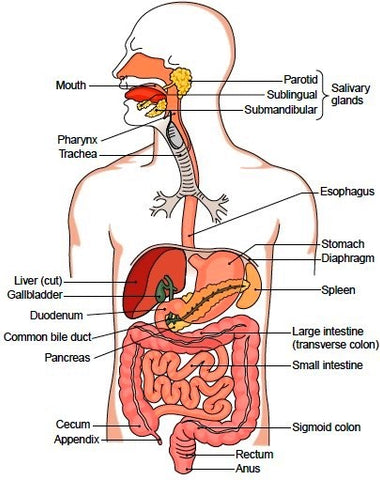 The Gut at Your Food Collective