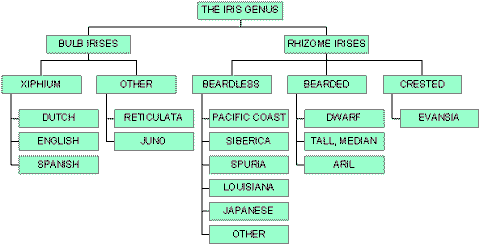 Iris types