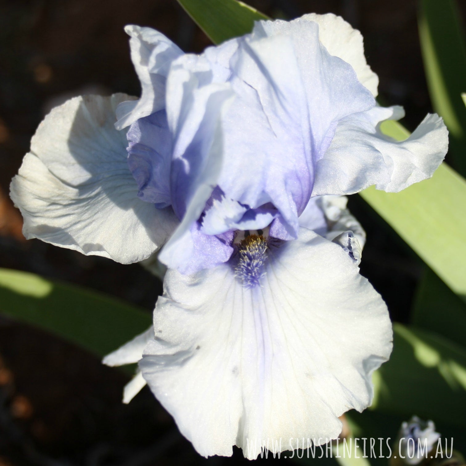 ipcamtalk blue iris