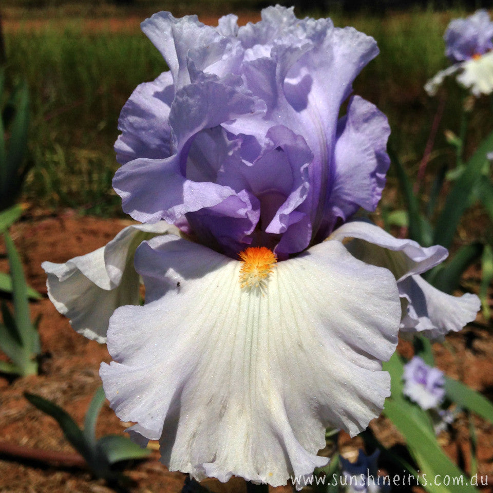 zmodo blue iris