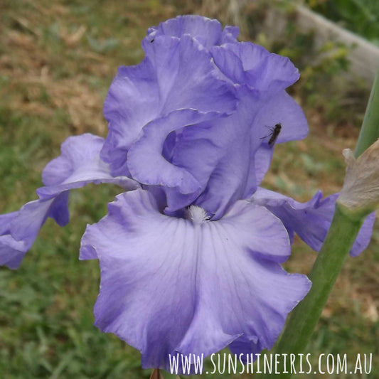 ROYAL ELEGANCE, Iris Flowers