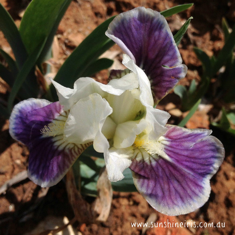 MAKING EYES | Iris Flowers | Iris Bulbs – Sunshine Iris Nursery