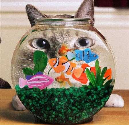 robot fish cat toy