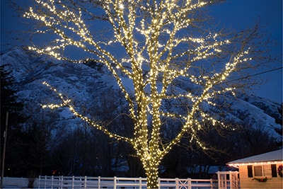 super mini led string lights wrapped on a large tree. light color is Warm Clear