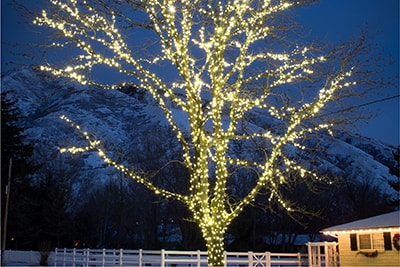 super mini led string lights wrapped on a large tree. light color is Champagne