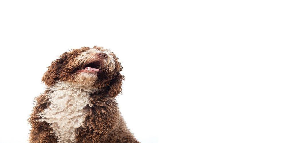 dog breeds that bark the most