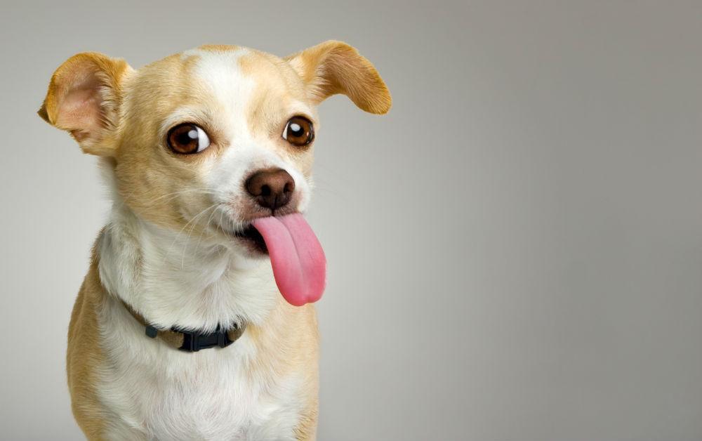 what does it mean when your dog licks your face