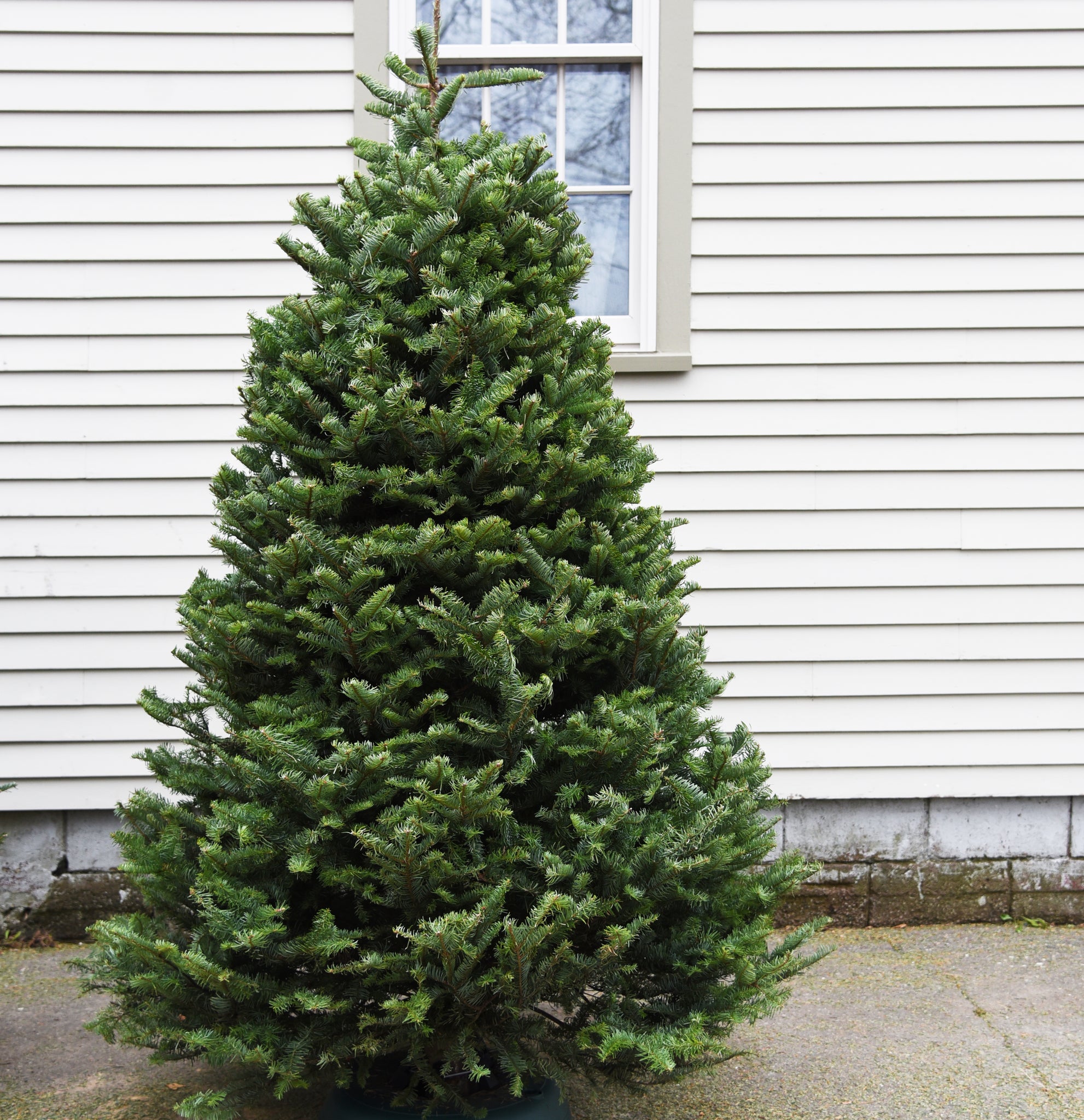 balsam fir christmas tree